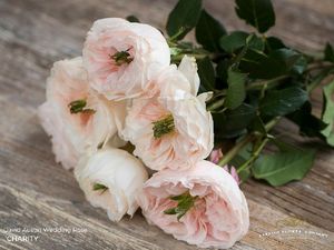 ROSE D. AUSTIN CHARITY 50